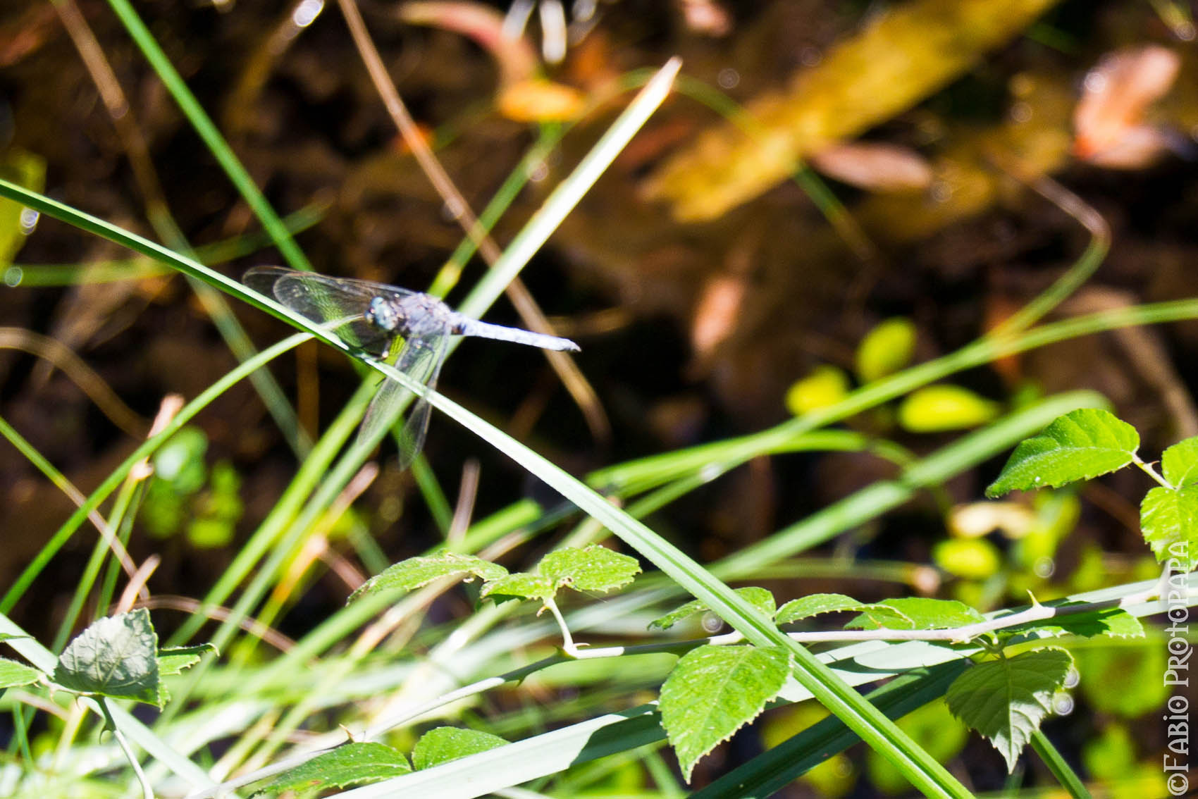 Trithemis annulata e Orthetrum coerulescens